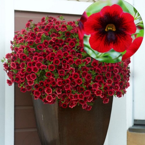 Calibrachoa SUPERBELLS 'Pomegranate Punch' - Puispetuunia SUPERBELLS 'Pomegranate Punch' P9/0,55L